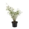 Bambou Non-traçant Fargesia Angustissima 60/80 Cm: Pot De 5 Litres -Cactus Jardin Soldes Magasin 479188 002