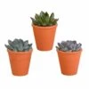 Echeveria Et Leurs Caches-pots Terracotta, Box De 3 Plantes - H12cm, ø9,5cm - Plantes D'intérieur -Cactus Jardin Soldes Magasin 48037ecd04df19f4