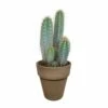 Pilosocereus Azureus Et Son Cache-pot Marron - H40cm, ø17cm - Plante D'intérieur -Cactus Jardin Soldes Magasin 487701863271f084
