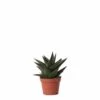 Haworthia Limifolia - ø6cm - H11cm, ø6cm - Plante D'intérieur -Cactus Jardin Soldes Magasin 4afee888c24485a1