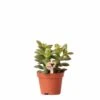 Crassula - H11cm, ø6cm - Plante D'intérieur -Cactus Jardin Soldes Magasin 518458f65b7b58f1