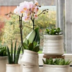 Crassula - H18cm, ø9cm - Plante D'intérieur -Cactus Jardin Soldes Magasin 54972b4e5147b8f7