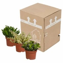 Crassula, Box De 3 Plantes - H15cm, ø10,5cm - Plantes D'intérieur -Cactus Jardin Soldes Magasin 5ddb1b051b6db20b
