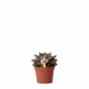 Echeveria Purpusorum - H9cm, ø6cm - Plante D'intérieur 2 Echeveria Purpusorum - H9cm, ø6cm - Plante D'intérieur -Cactus Jardin Soldes Magasin 61abcf3b4f7cb40d