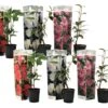 Assorti De 6 Caméllias Du Japon - Pot ⌀9 Cm - H.25-40cm (hauteur Pot Incluse) -Cactus Jardin Soldes Magasin 628632adf34bc5.91138852