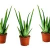 Set De 3 Aloë Vera - Pot ⌀12 Cm - H.20-30 Cm (hauteur Du Pot Incluse) -Cactus Jardin Soldes Magasin 628632b2595654.18737648