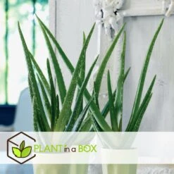 Set De 3 Aloë Vera - Pot ⌀12 Cm - H.20-30 Cm (hauteur Du Pot Incluse) -Cactus Jardin Soldes Magasin 628632b263b983.03284251