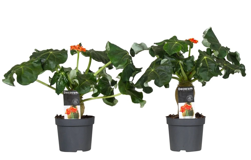 Set De 2 Jatropha Podagrica - Pot ⌀13cm - H.25-45cm (hauteur Pot Incluse) 3 Set De 2 Jatropha Podagrica - Pot ⌀13cm - H.25-45cm (hauteur Pot Incluse)