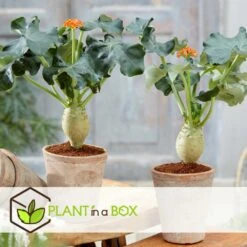 Set De 2 Jatropha Podagrica - Pot ⌀13cm - H.25-45cm (hauteur Pot Incluse) 9 Set De 2 Jatropha Podagrica - Pot ⌀13cm - H.25-45cm (hauteur Pot Incluse) -Cactus Jardin Soldes Magasin 628632b34fdc44.40632517