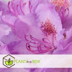 Assorti De 3 Rhododendron - Pot ⌀9cm - H.25-40cm (hauteur Pot Incluse) -Cactus Jardin Soldes Magasin 628bcc62089c45.24594978