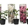 Assorti De 3 Rhododendron - Pot ⌀9cm - H.25-40cm (hauteur Pot Incluse) -Cactus Jardin Soldes Magasin 628bcc620f9a99.02415280