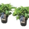 Set De 2 Hortensias Summerglow - Pot ⌀19cm - H.25-40cm (hauteur Pot Incluse) -Cactus Jardin Soldes Magasin 628bcc64cf70c7.15979495