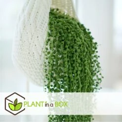 Senecio Rowleyanus - Pot ⌀12cm - H10-20cm (hauteur Pot Incluse) -Cactus Jardin Soldes Magasin 634f95fc5b6689.16972915