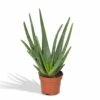 Aloe Vera - H30cm, ø12cm - Plante D'intérieur Succulente -Cactus Jardin Soldes Magasin 6363b12942445813