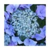 Hortensia Macrophylla Blaumeise/pot De 3l - 20/40 Cm -Cactus Jardin Soldes Magasin 63ed2cc7bc2449.68128649