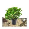 Hortensia Macrophylla Bleu/pot De 4l - 40/60 Cm -Cactus Jardin Soldes Magasin 63ed2cd1e6cc41.47882713