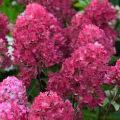 Hortensia Paniculata Framboisine ® 'rensam'/pot De 4l - 40/60 Cm -Cactus Jardin Soldes Magasin 63ed2ce2ae0f06.15514889
