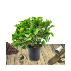 Hortensia Macrophylla Rose/pot De 4l - 40/60 Cm