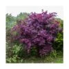 Érable Palmé Palmatum Bloodgood/pot De 4l - 60/120 Cm 2 Érable Palmé Palmatum Bloodgood/pot De 4l - 60/120 Cm -Cactus Jardin Soldes Magasin 63ed2de2362ca6.63464856