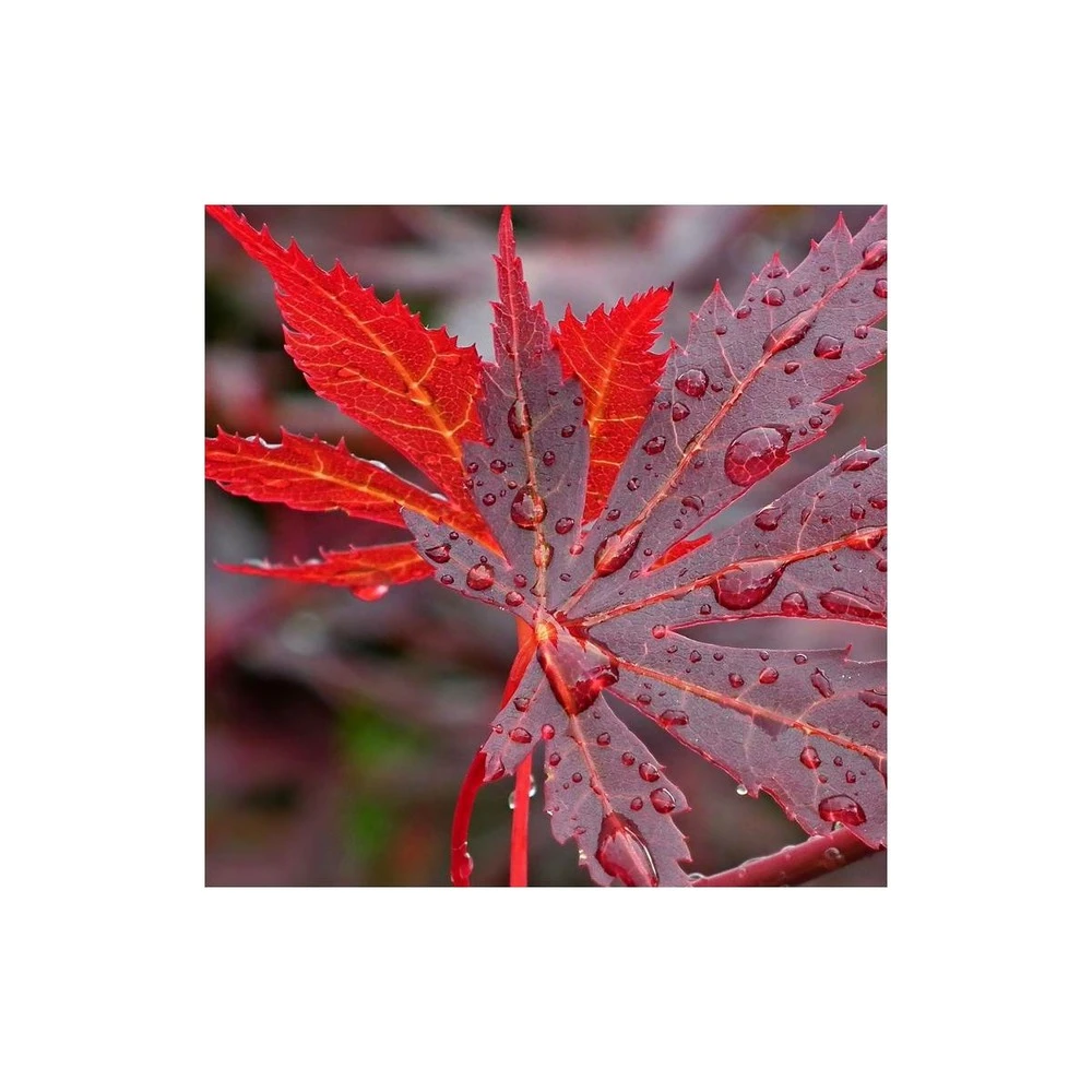 Érable Palmé Palmatum Bloodgood/pot De 4l - 60/120 Cm 4 Érable Palmé Palmatum Bloodgood/pot De 4l - 60/120 Cm – Image 2