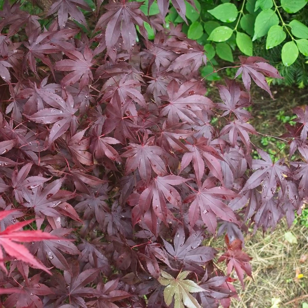 Érable Palmé Palmatum Bloodgood/pot De 4l - 60/120 Cm 7 Érable Palmé Palmatum Bloodgood/pot De 4l - 60/120 Cm – Image 5