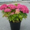 Hortensia Macrophylla Rosita/pot De 7,5l - 40/60 Cm -Cactus Jardin Soldes Magasin 63ed48d23298a8.09569218
