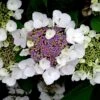 Hortensia Aspera Sargentiana/pot De 3l - 20/40 Cm -Cactus Jardin Soldes Magasin 63ed48f1c458d1.92732779