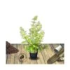 Hortensia Paniculata Limelight/pot De 7,5l - 60/80 Cm -Cactus Jardin Soldes Magasin 63ed48fb1ab255.43023341