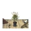 Azalée Japonaise Japonica Mme Van Heck/pot De 3l - 20/40 Cm -Cactus Jardin Soldes Magasin 63ed490384d004.79793568