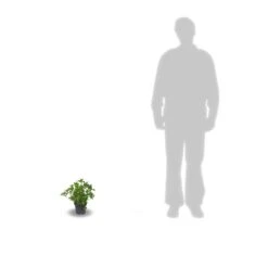 Hortensia Macrophylla Leuchtfeuer/pot De 3l - 20/40 Cm -Cactus Jardin Soldes Magasin 63ed4918a19602.32274856