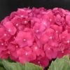 Hortensia Macrophylla Leuchtfeuer/pot De 3l - 20/40 Cm -Cactus Jardin Soldes Magasin 63ed4918a8a0c1.22663369