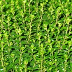 Thym Citron Citriodorus/pot De 2,5 L - 20/30 Cm