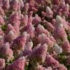 Hortensia Paniculata Vanille Fraise® 'renhy'/pot De 4l - 40/60 Cm -Cactus Jardin Soldes Magasin 63f4b6a7afc244.92392315