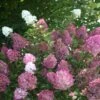 Hortensia Paniculata Sundae Fraise® 'rensun'/pot De 7,5l - 60/80 Cm -Cactus Jardin Soldes Magasin 63f4b6a9545f46.81815009