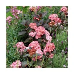 Hortensia You&me® Miss Saori 'h2002'/pot De 4l - 40/60 Cm -Cactus Jardin Soldes Magasin 63f4b9c537dd16.22125976
