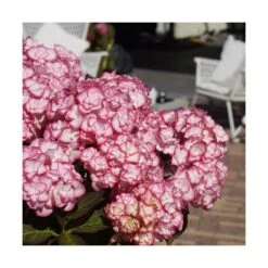 Hortensia You&me® Miss Saori 'h2002'/pot De 4l - 40/60 Cm -Cactus Jardin Soldes Magasin 63f4b9c53c8568.04580778