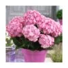 Hortensia You&me® Miss Saori 'h2002'/pot De 4l - 40/60 Cm -Cactus Jardin Soldes Magasin 63f4b9c5476631.13398440