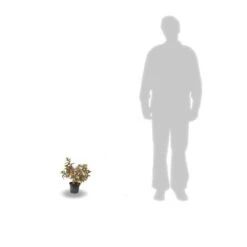 Hortensia Paniculata Kyushu/pot De 4l -Cactus Jardin Soldes Magasin 63f4bb00570ec7.14025646