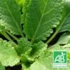 Sauge Verveine Bio/lot De 5 Godets 2 Sauge Verveine Bio/lot De 5 Godets -Cactus Jardin Soldes Magasin 63f4ef63552020.92295159