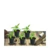 Achillée Tomenteuse Aurea/lot De 5 Godets -Cactus Jardin Soldes Magasin 63f4ef73b0b5c7.36892179