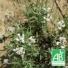 Lavande Angustifolia Alba Bio/lot De 5 Godets 2 Lavande Angustifolia Alba Bio/lot De 5 Godets -Cactus Jardin Soldes Magasin 63f4ef7b2b0245.55391934
