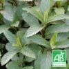 Menthe Priluskaja Bio/lot De 5 Godets -Cactus Jardin Soldes Magasin 63f4ef8cc89497.90312872