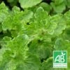 Menthe Crispée Bio/lot De 3 Godets -Cactus Jardin Soldes Magasin 63f4ef90681304.23895787