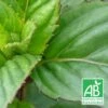 Menthe Basilic Bio/lot De 9 Godets -Cactus Jardin Soldes Magasin 63f4ef9c434702.63859728