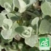 Immortelle Blanche Bio/lot De 5 Godets -Cactus Jardin Soldes Magasin 63f4efa73f9a52.28092365