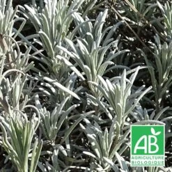 Lavande X Intermedia Super Bio/lot De 5 Godets