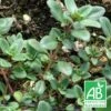 Thym Chevelu Comosus Bio/lot De 5 Godets -Cactus Jardin Soldes Magasin 63f4efbdc53391.52238336