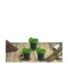 Thym Hirsute Hirsutus/lot De 3 Godets -Cactus Jardin Soldes Magasin 63f4efd6c2c258.34954177