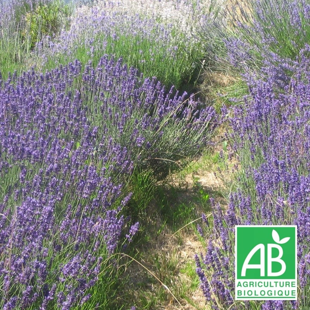 Lavandin Grosso Bio/lot De 5 Godets 3 Lavandin Grosso Bio/lot De 5 Godets