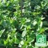 Menthe Bergamote Bio/lot De 5 Godets -Cactus Jardin Soldes Magasin 63f4f0034c0274.09000900